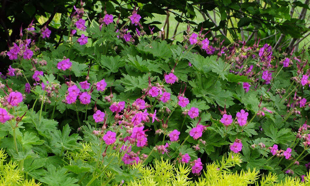 Bevans Variety bigroot geranium
