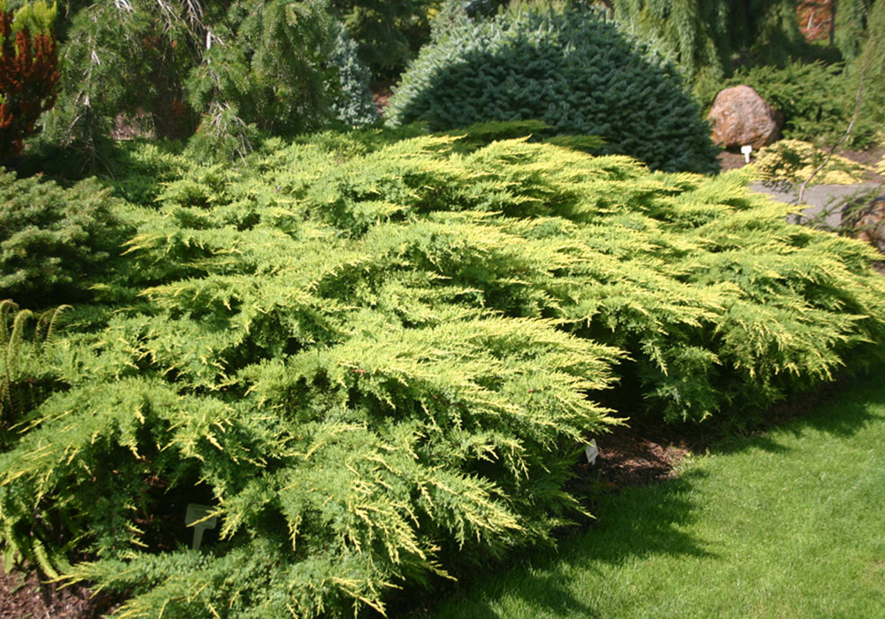 Daubs Frosted juniper
