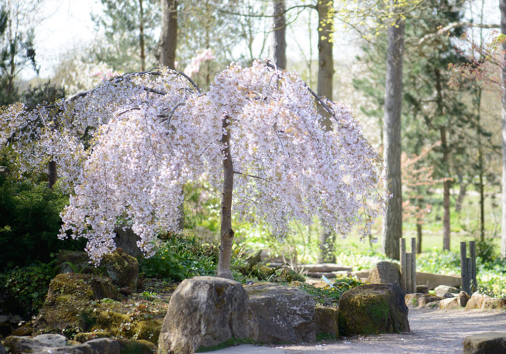 Pendula Rosea weeping cherry