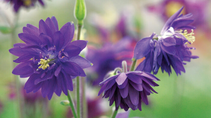 Blue Barlow Columbine