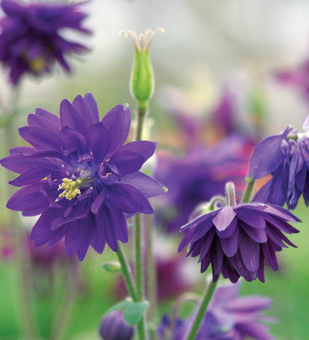 Blue Barlow Columbine