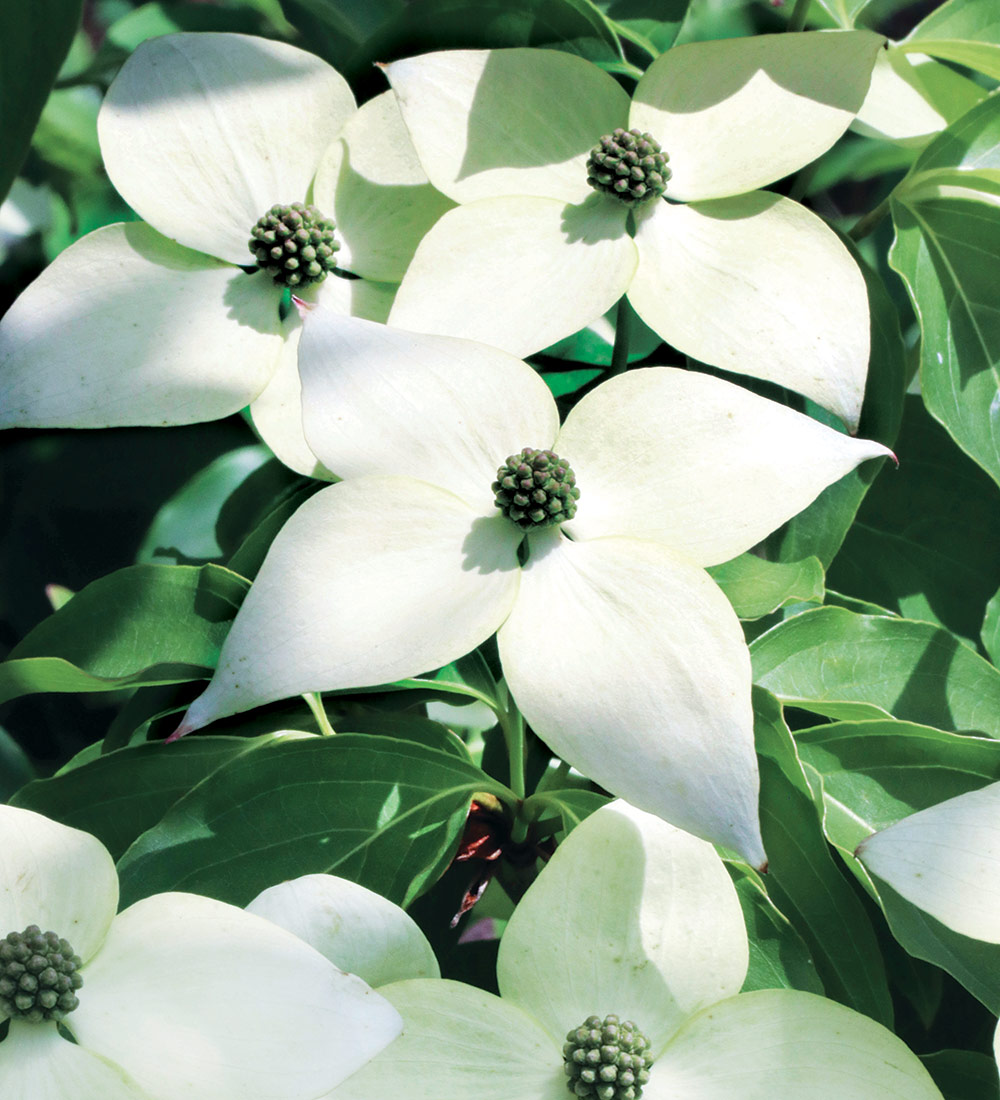 Chinese Kousa Dogwood