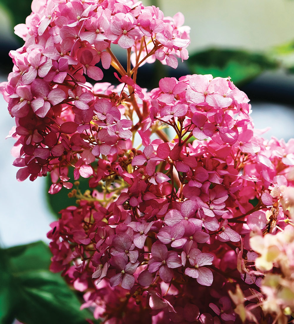 Magical Pinkerbell Smooth Hydrangea