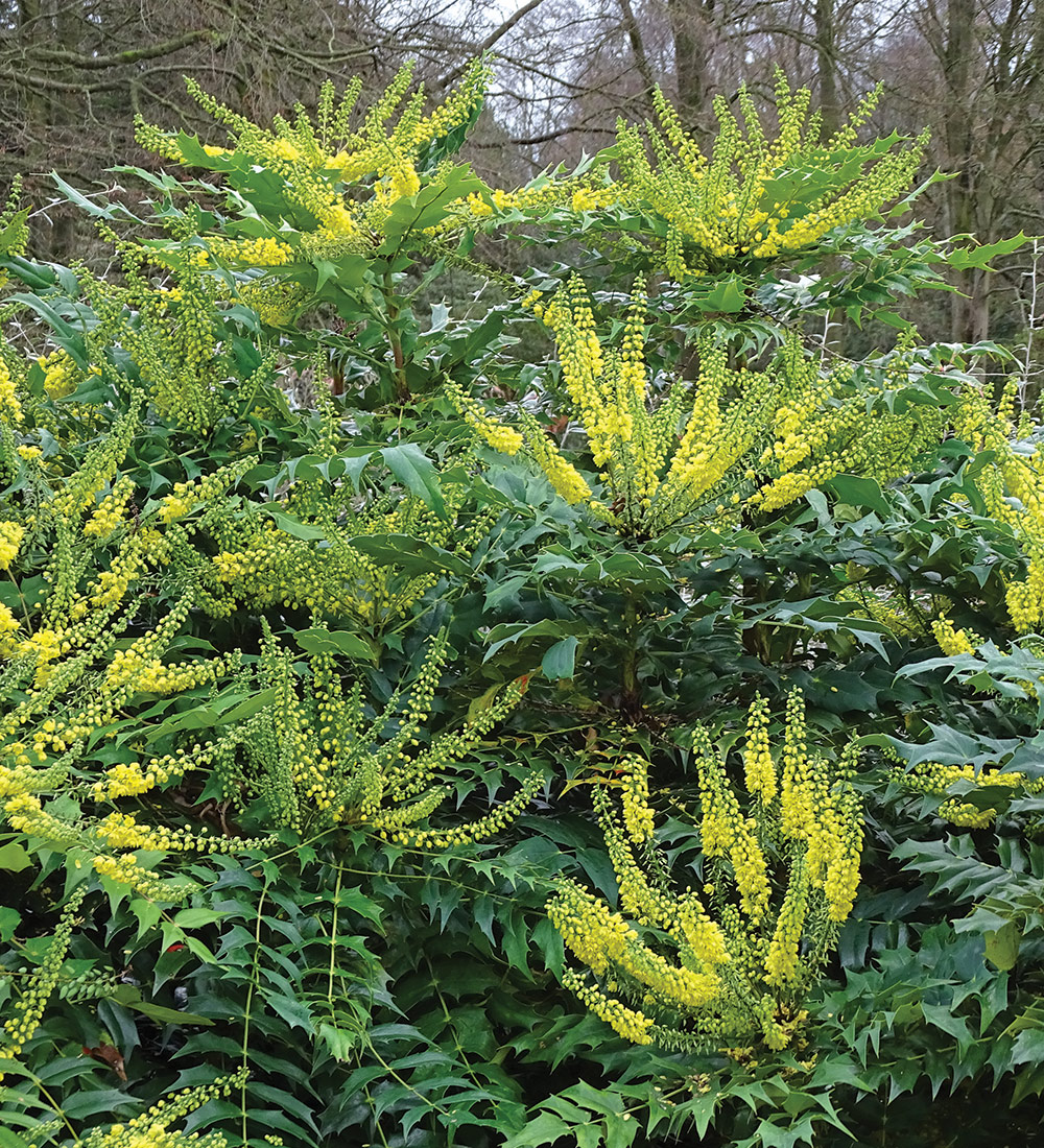 Winter Sun Mahonia