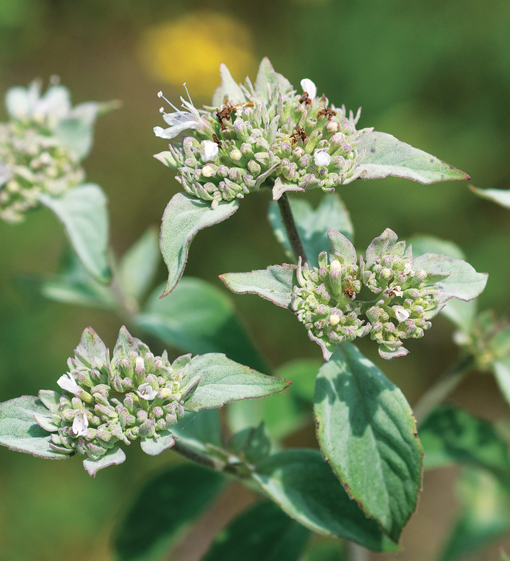 Whiteleaf Mountain Mint