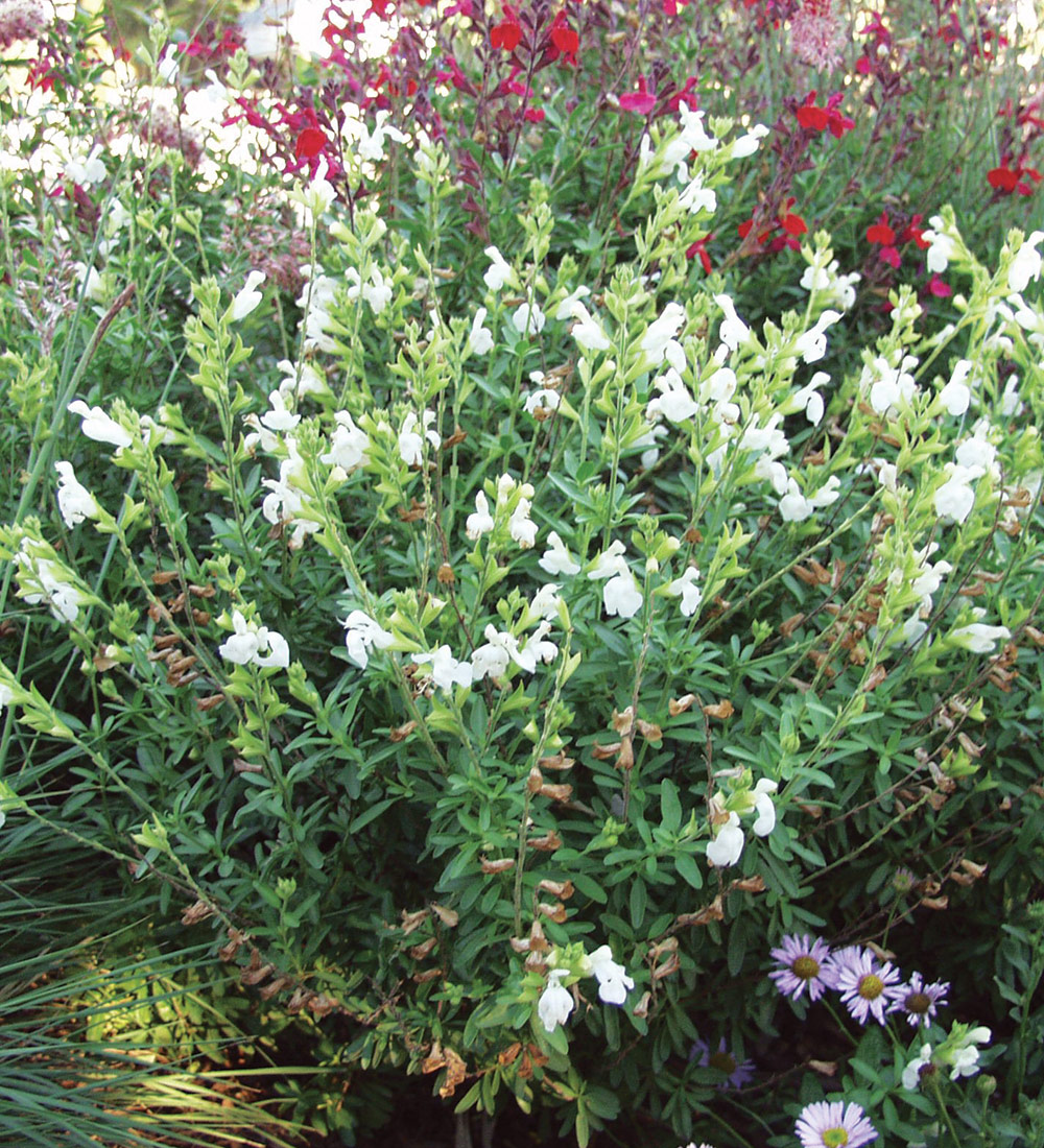 White Autumn Sage
