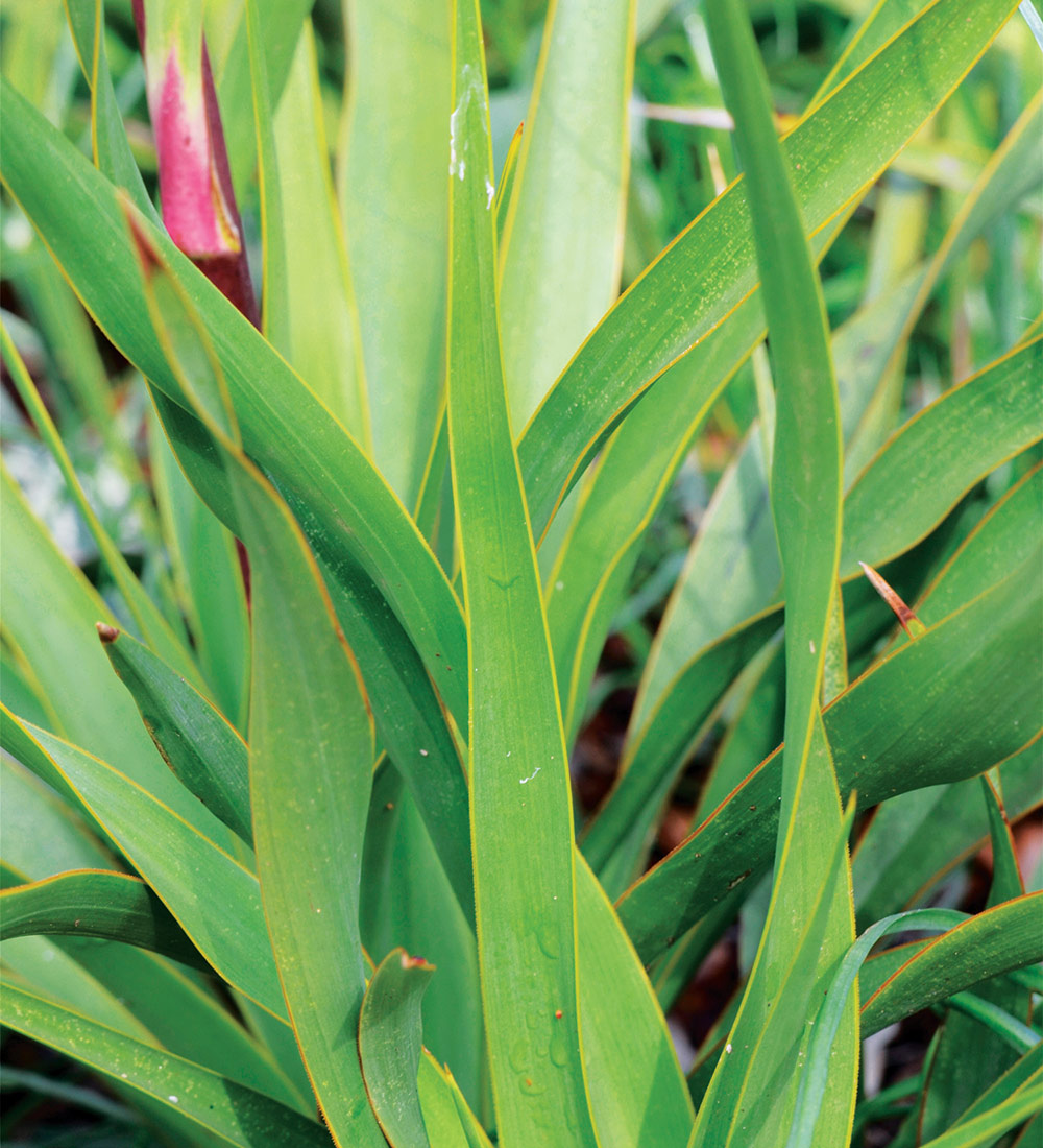Twist-Leaf Yucca