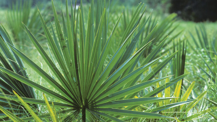 Dwarf Palmetto