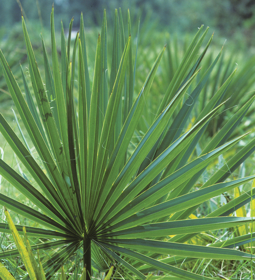 Dwarf Palmetto