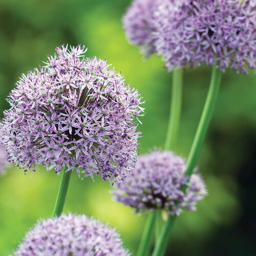 early summer allium
