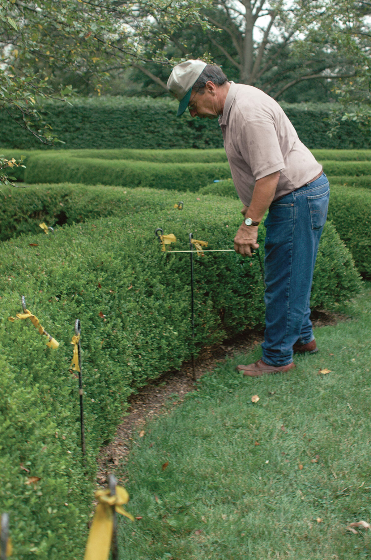 stakes used to ensure even hedge trimming