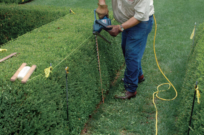 trimming boxwoods