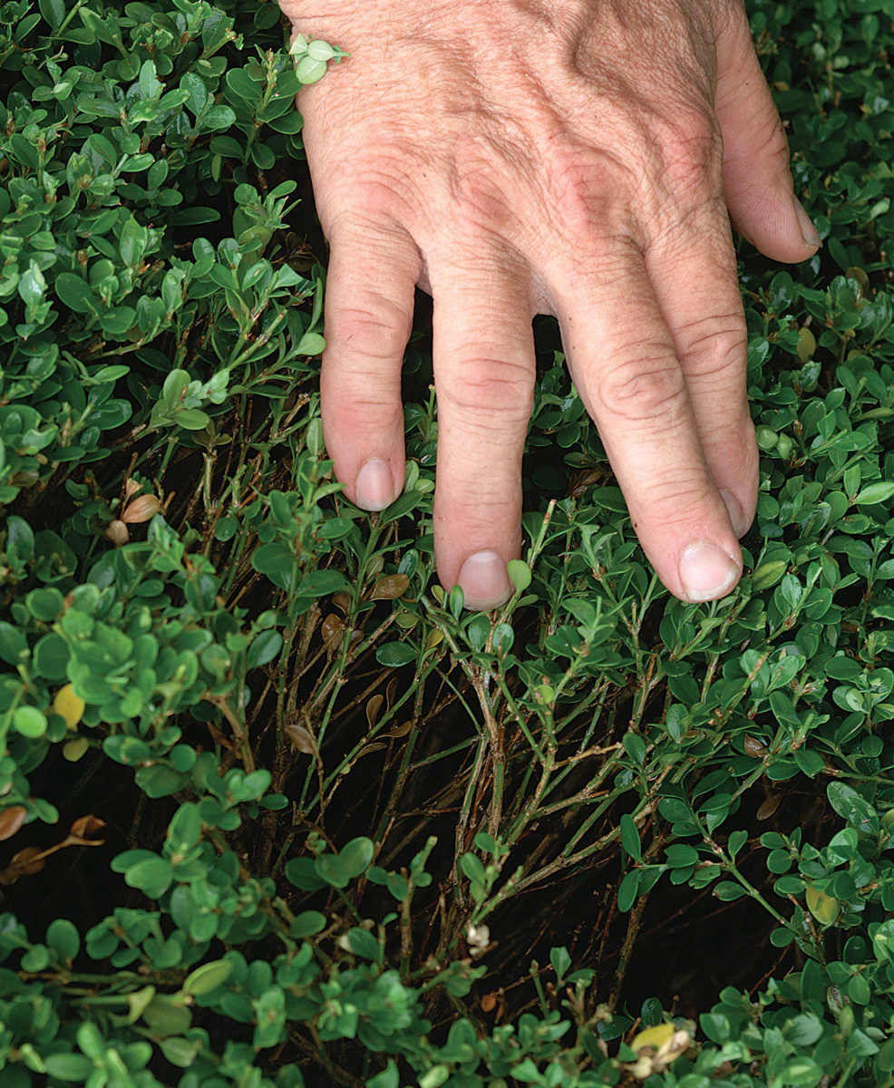 boxwood cut too much show the branches underneath