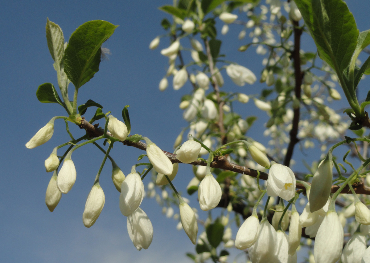 Two-winged silverbell