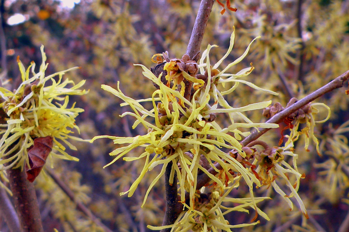 Common witch hazel
