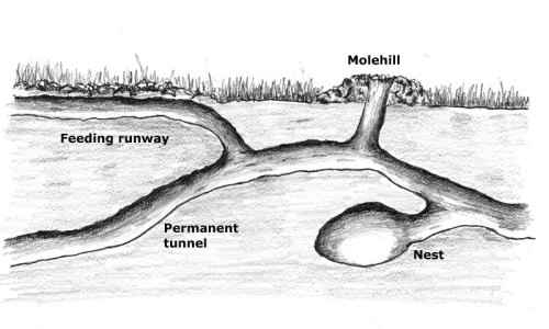 Mole tunnel