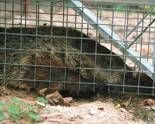 woodchuck in cage