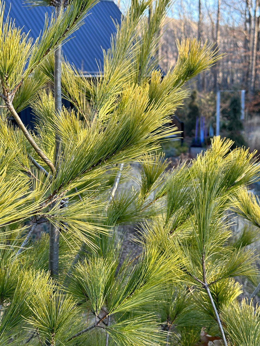 Louie white pine