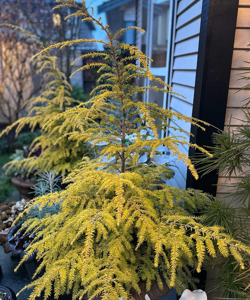 Golden Duke Eastern hemlock