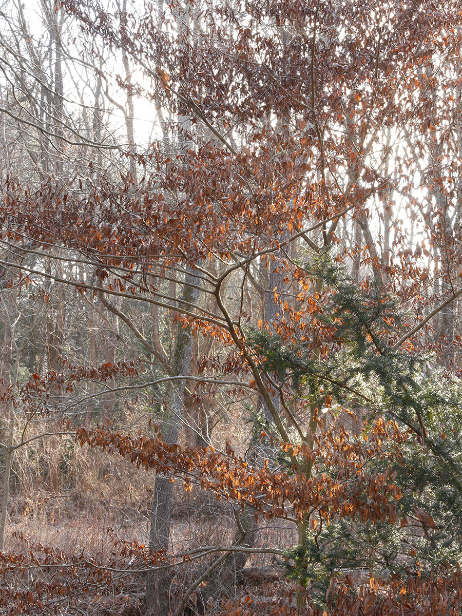 American hornbeam in winter