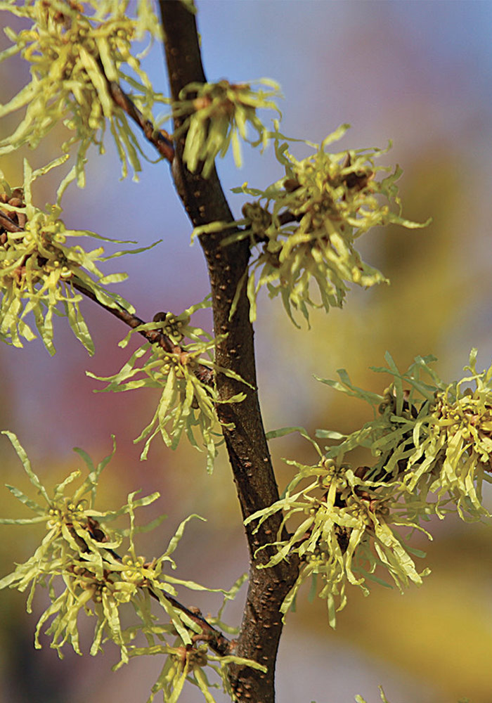 American witch hazel