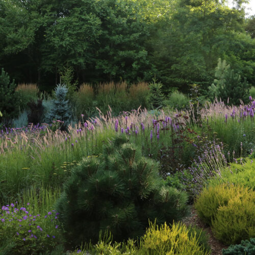Modern Meadow Garden
