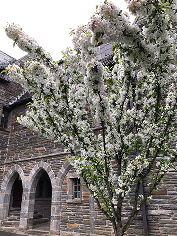 Adirondack crabapple