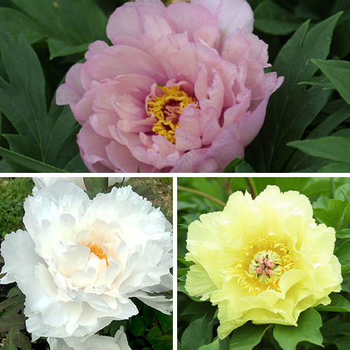 best peonies