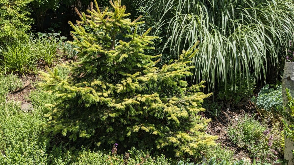 ‘Perry’s Gold’ Norway spruce