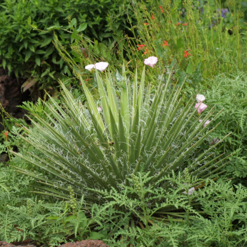 Narrow-leaf yucca