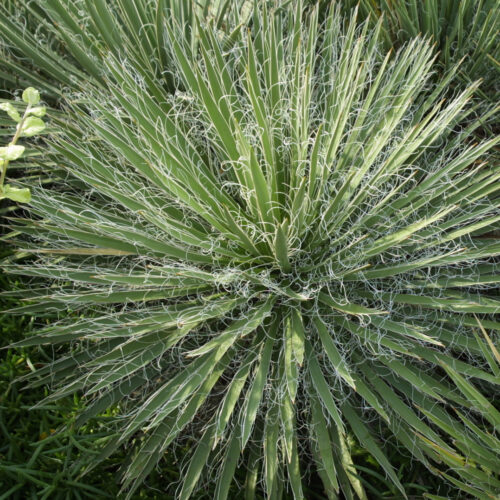 Narrow-leaf yucca