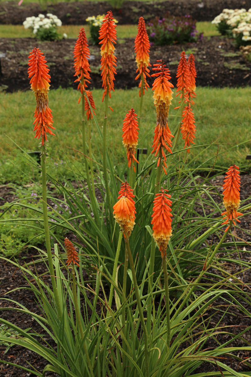 Kniphofia ‘Incandesce’