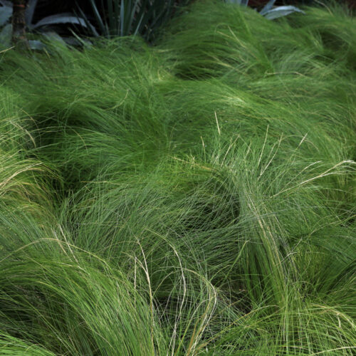 Mexican feather grass