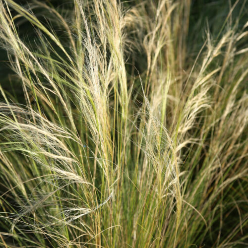Mexican feather grass