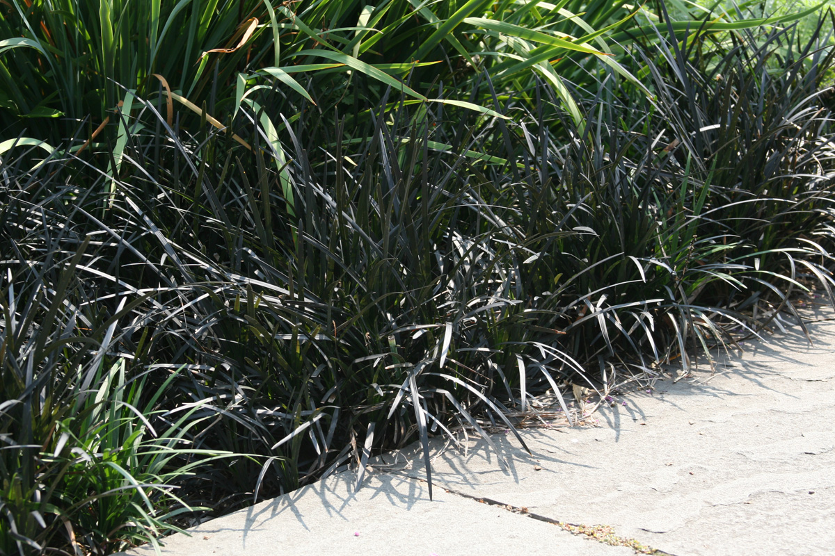 Black mondo grass