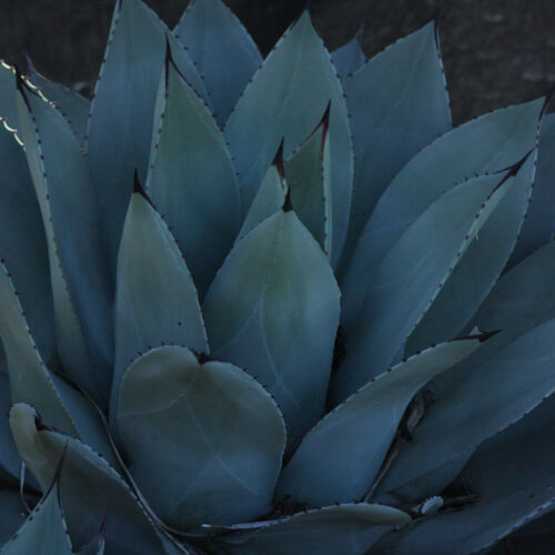 Parry's Agave