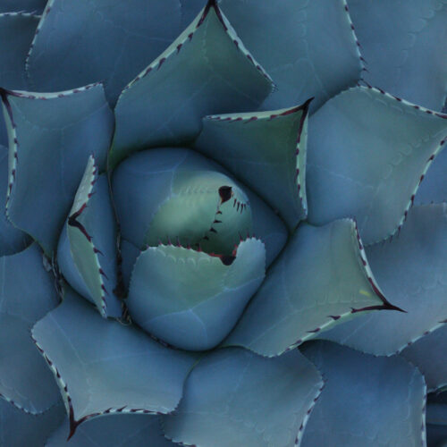 Parry's Agave