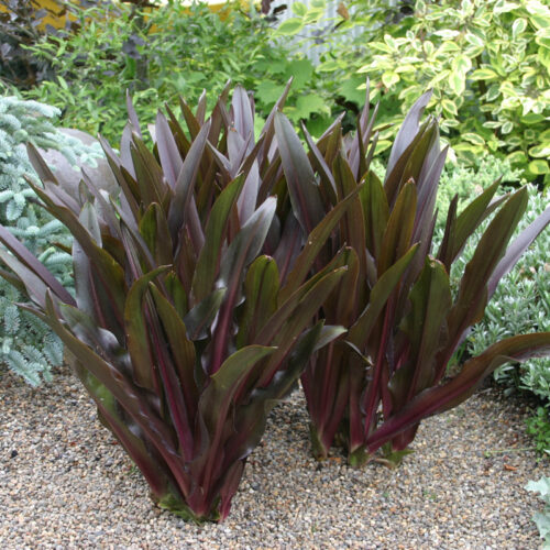 ‘Sparkling Burgundy’ pineapple lily