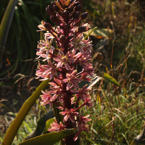 ‘Sparkling Burgundy’ pineapple lily