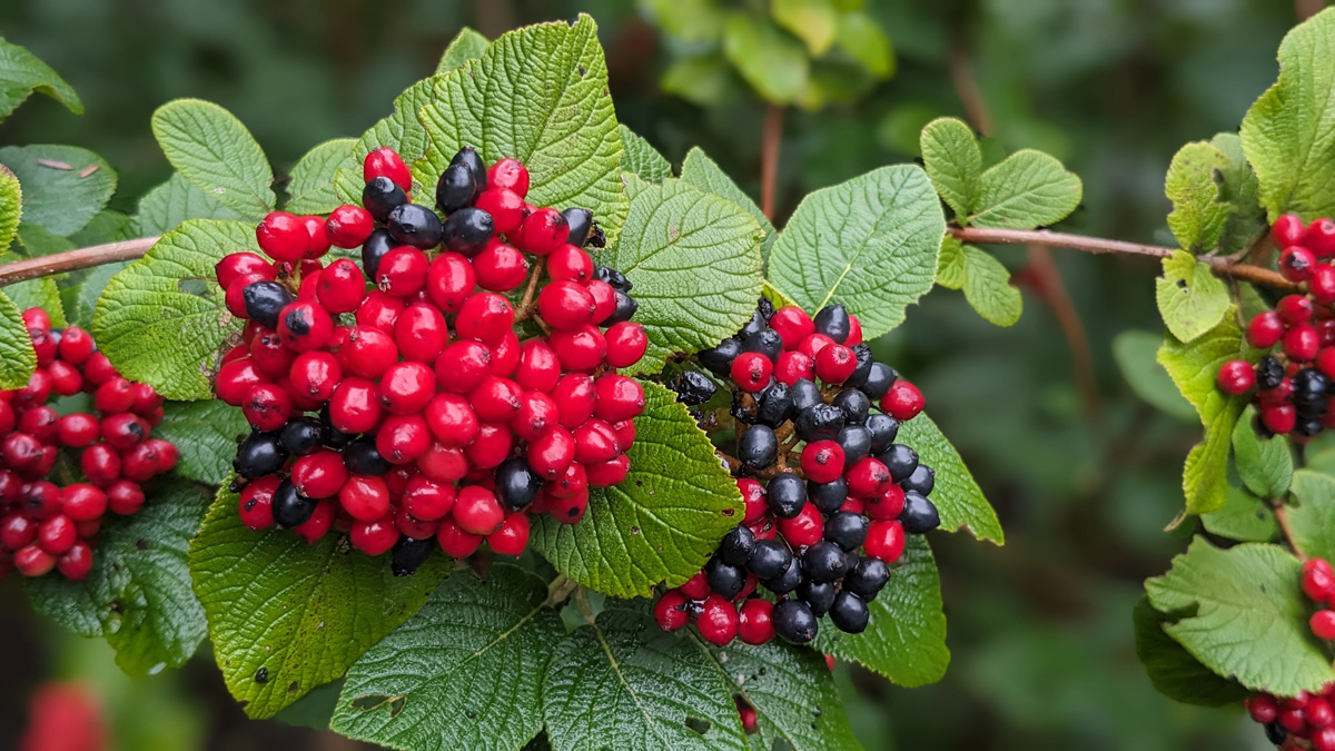 Red Balloon® viburnum