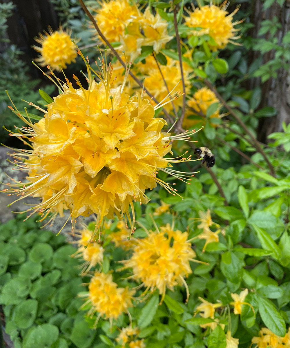 close up of Hazel Hamilton Oconee azalea