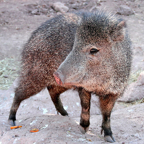 Javelina