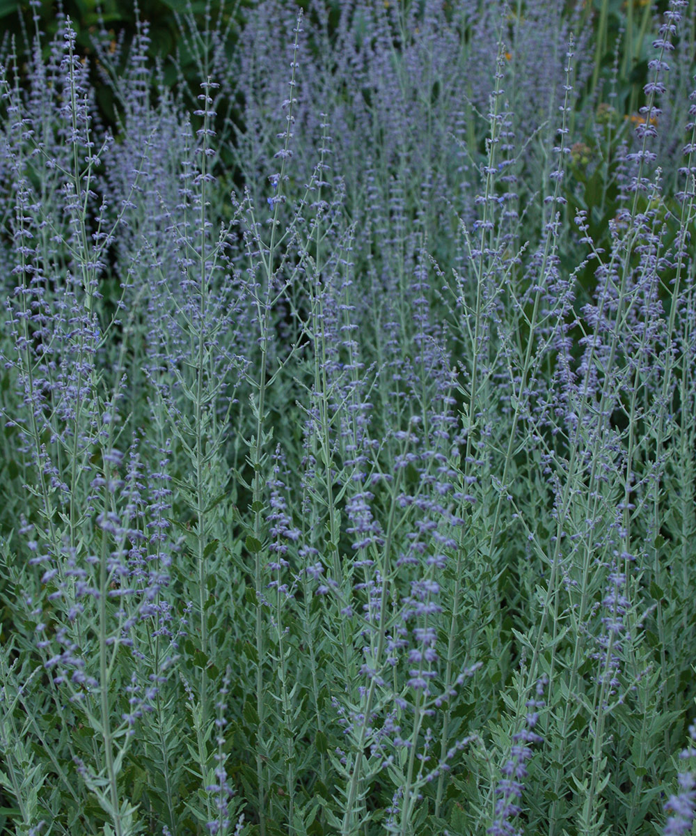 Little Spire Russian sage