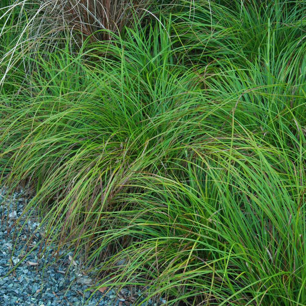 Pennsylvania sedge