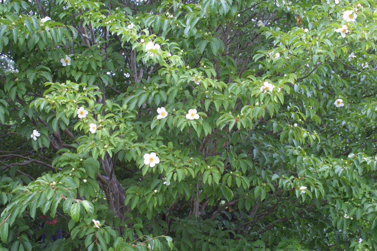 Japanese stewartia