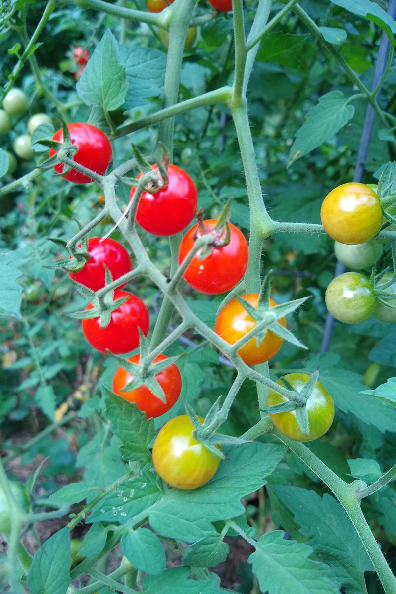 ‘Sweet Pea Currant’ tomato