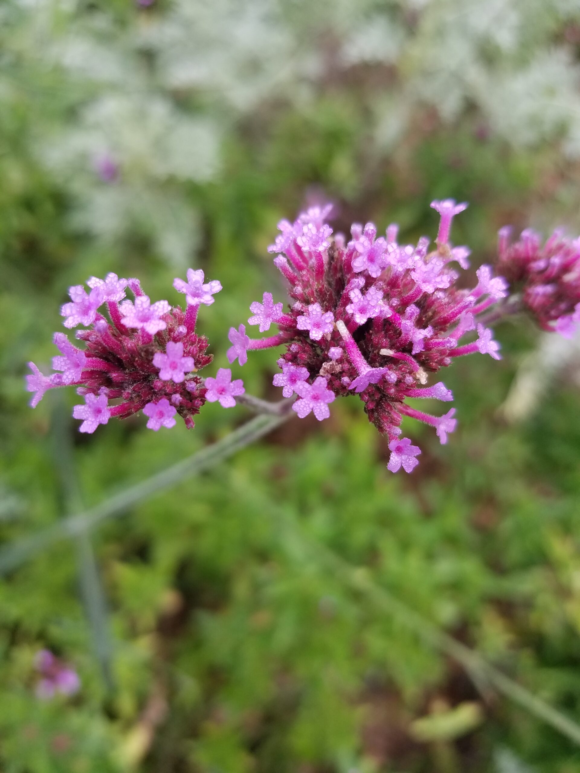 Tall verbena