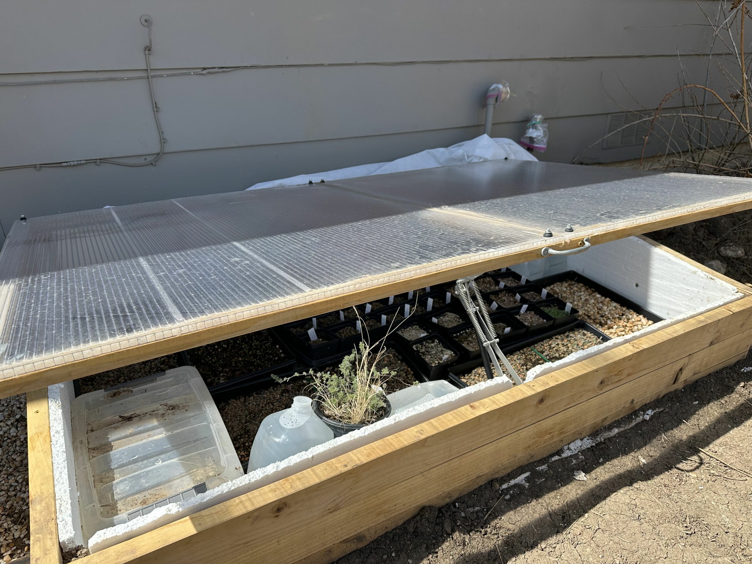 Growing tomatoes in a cold frame