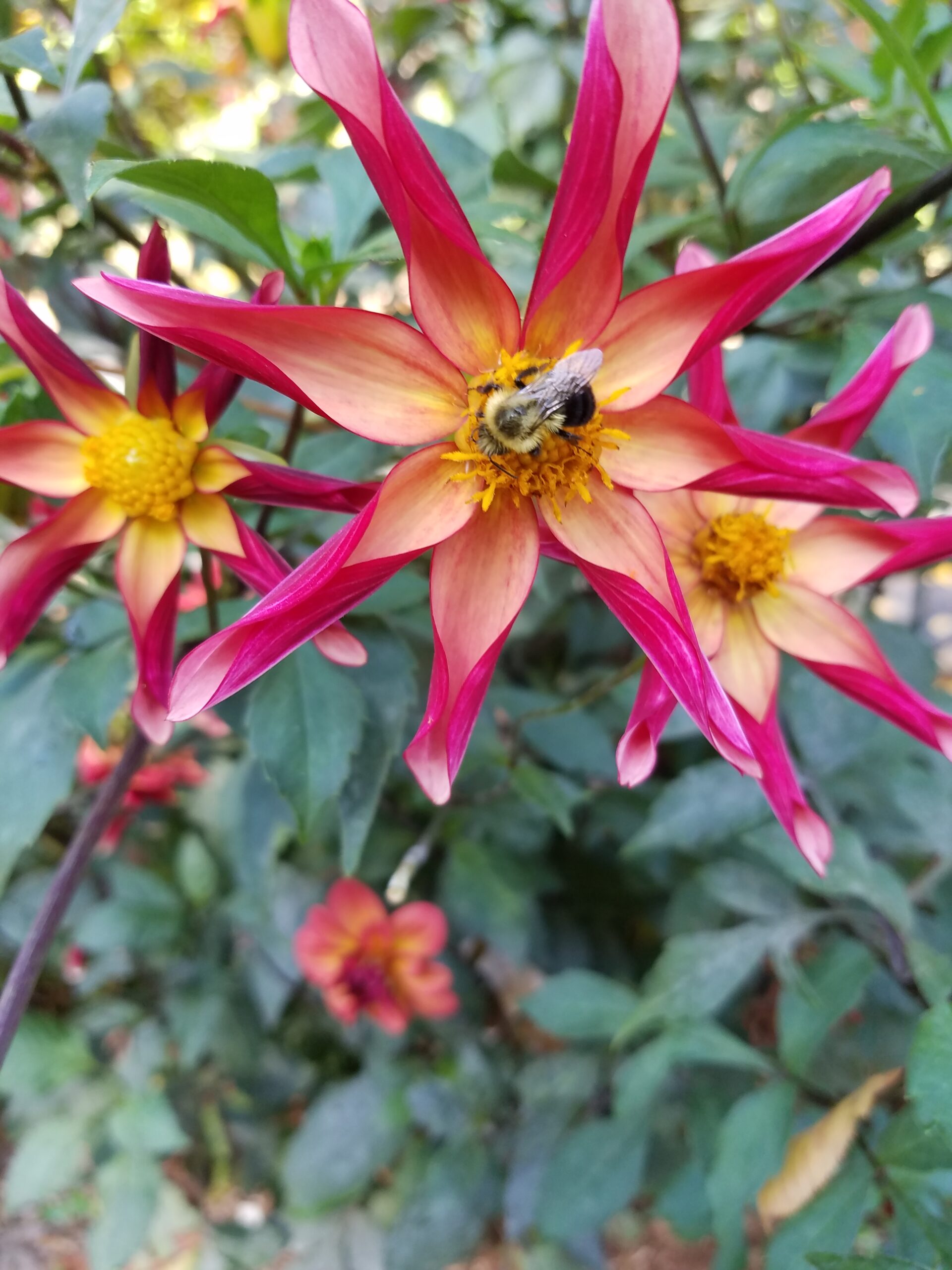 ‘Verrone’s Sophie’ dahlia (parent plant)