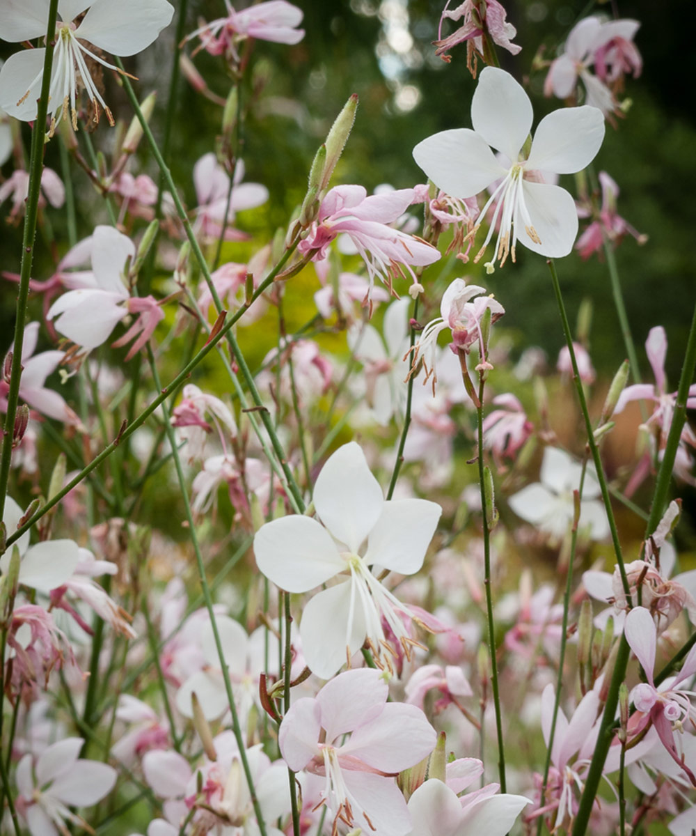 Whirling Butterflies gaura